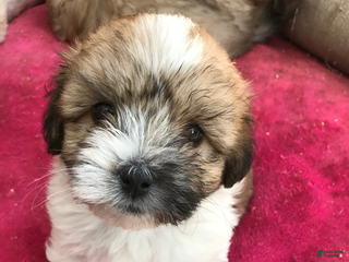 Coton De Tulear dogs Coton De Tulear Puppy 1 - Ad 15