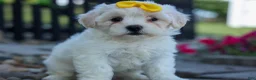 Teddy Bear dogs for sale: Bubbles 💖 - Ad 4
