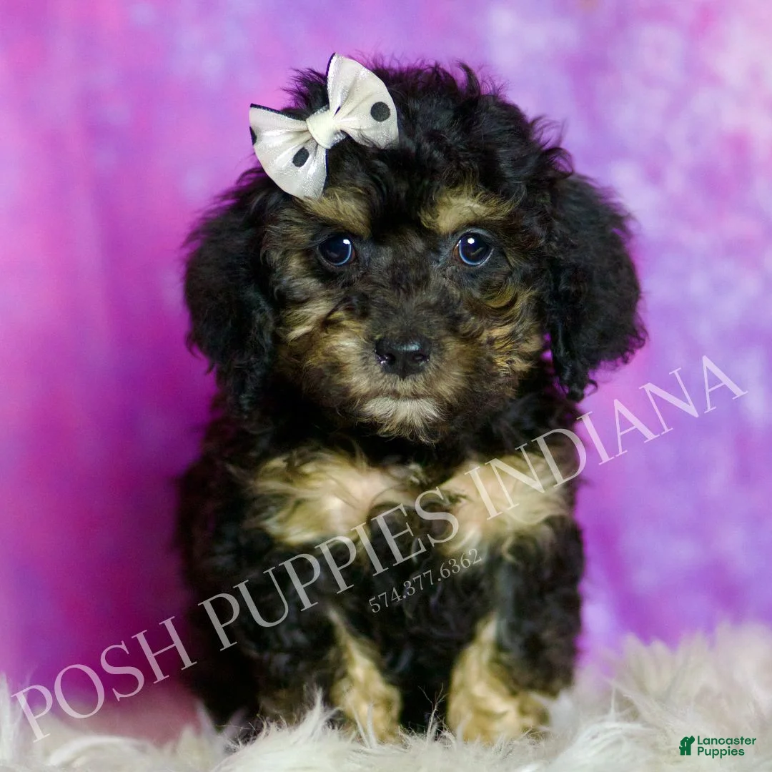 Standard Poodle dogs for sale: Taco - Ad 1