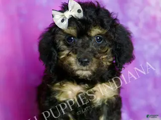 Standard Poodle dogs Taco - Ad 10