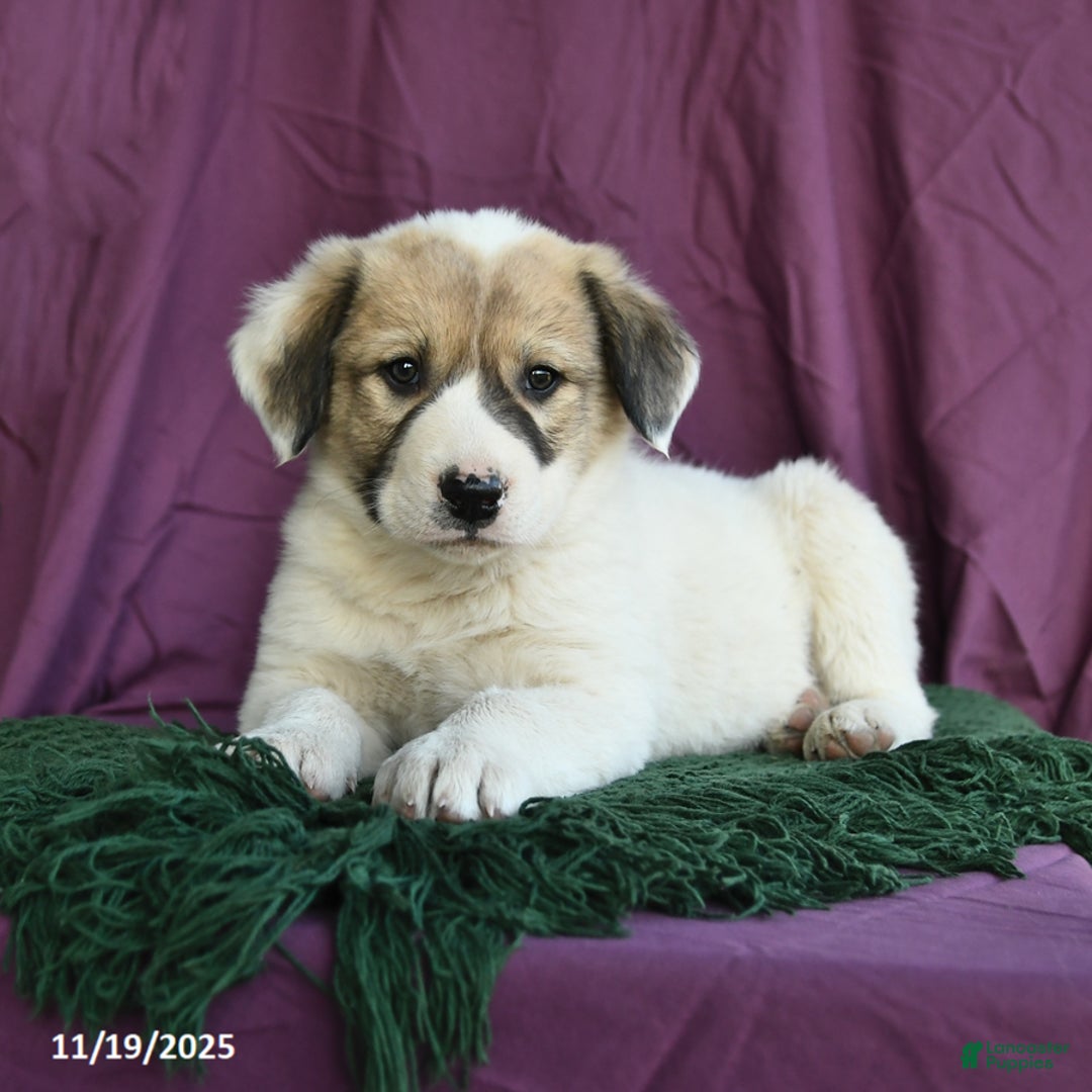 Mixed Breed dogs for sale: Birch - Ad 10