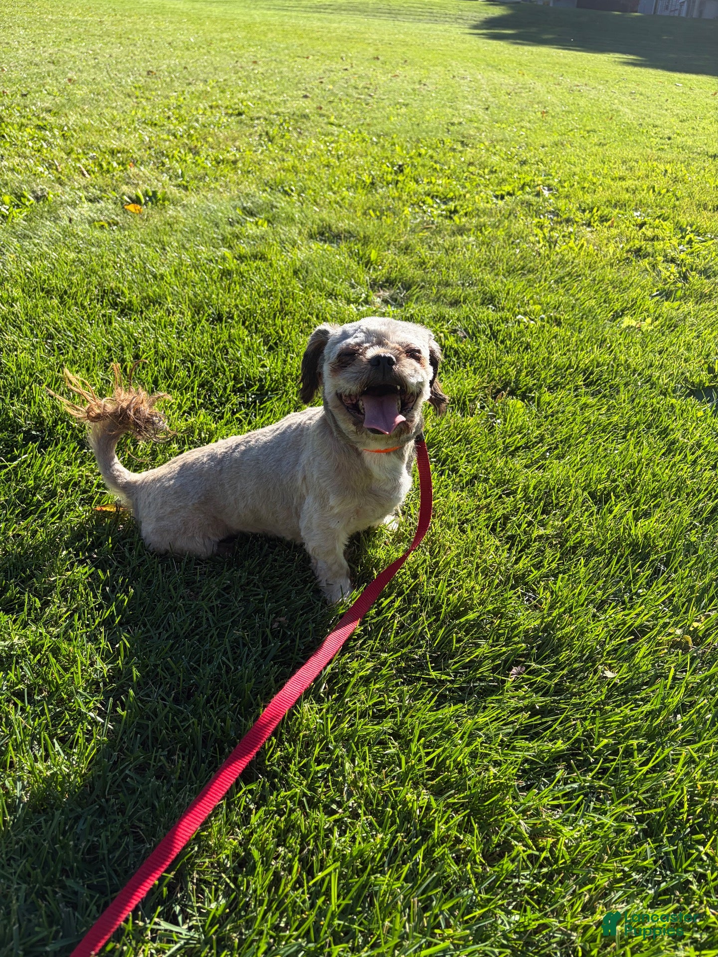 Shih Tzu dogs Shih Tzu 1 - Ad 2