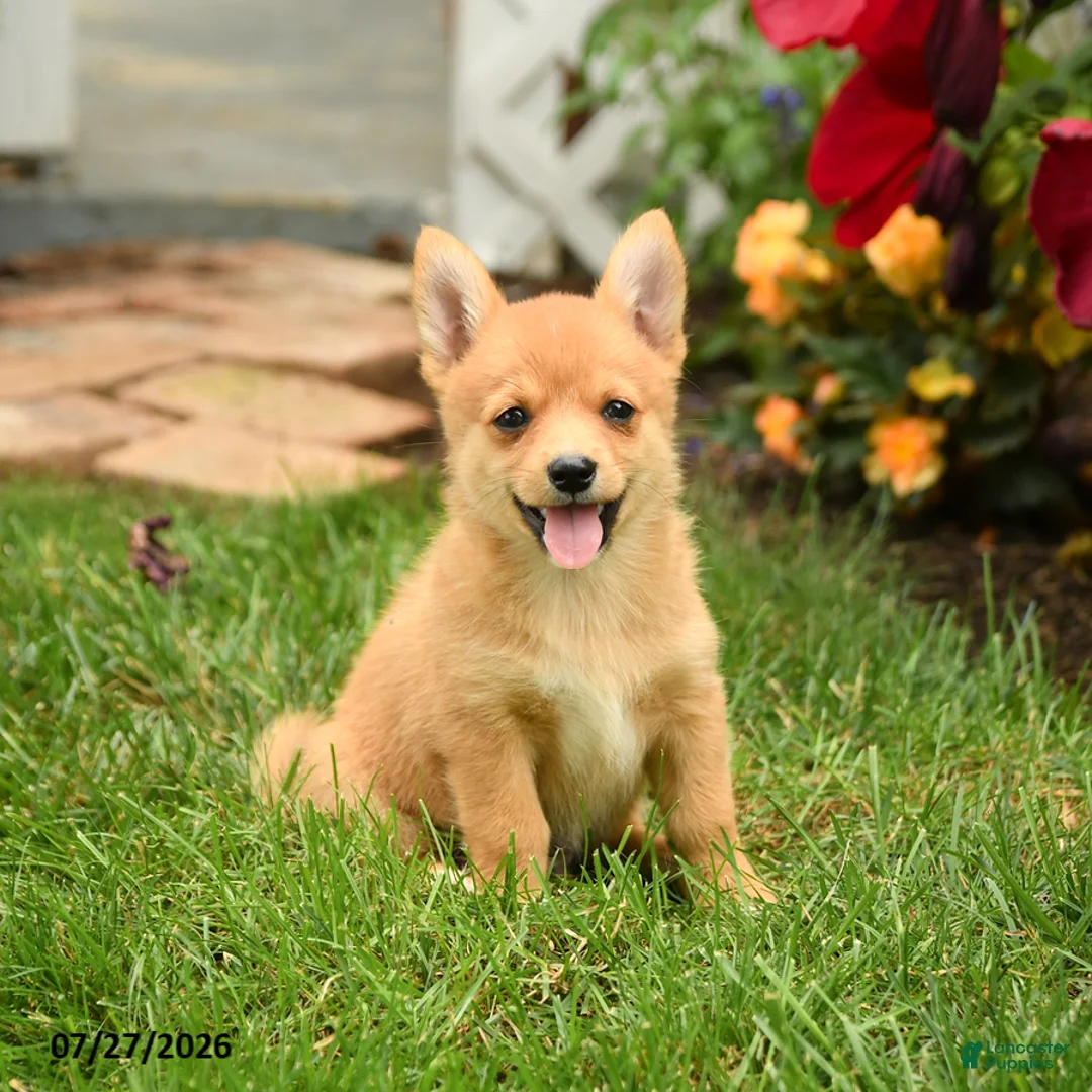Mixed Breed dogs for sale: Conner - Ad 2