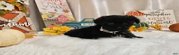 Yorkiepoo dogs for sale: Anise Sue - Ad 3