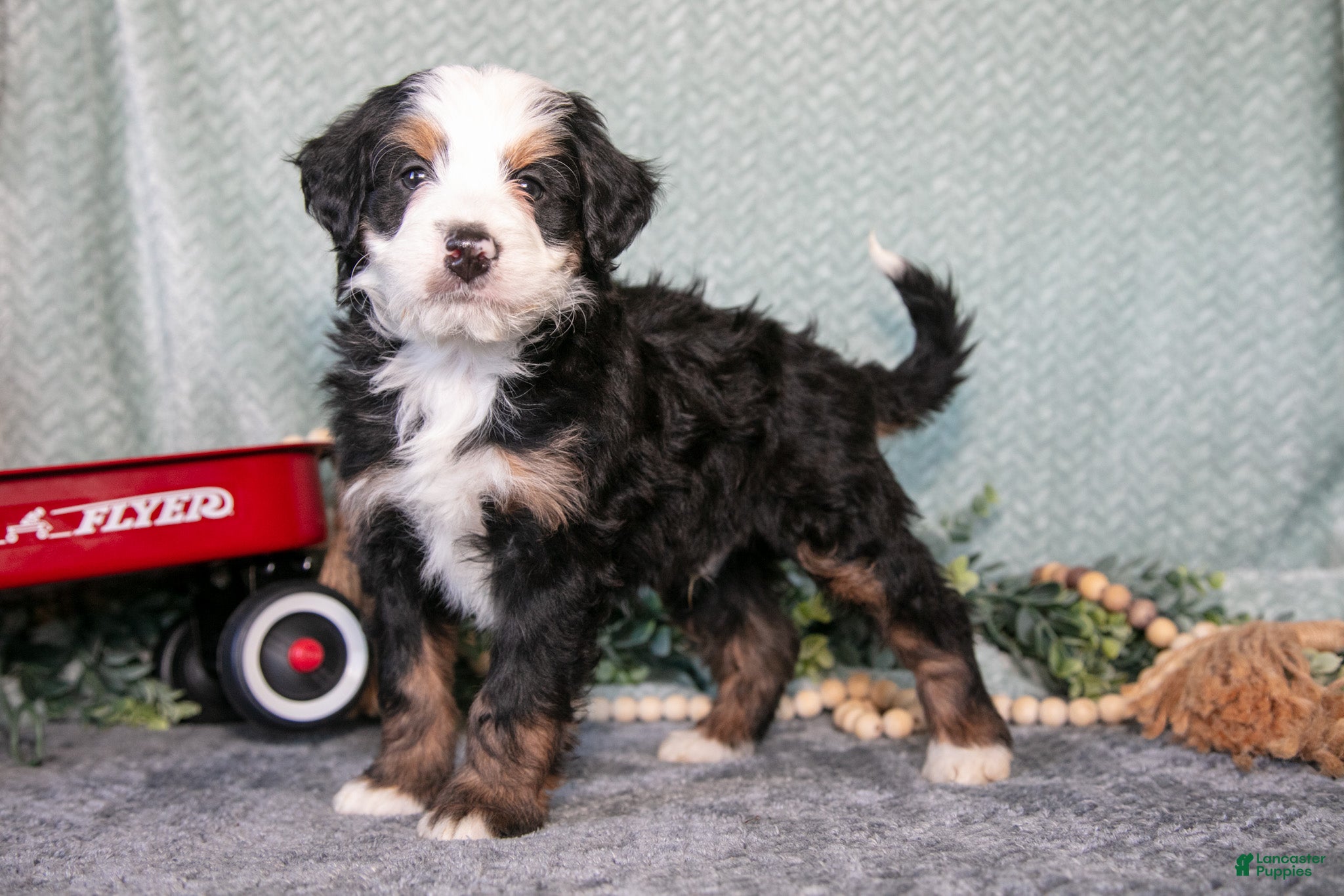 Mini Bernedoodle dogs for sale: Santos - Ad 3