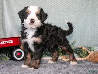 Mini Bernedoodle dogs for sale: Santos - Ad 3