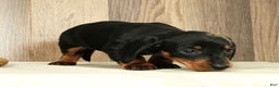 Miniature Dachshund dogs for sale: Chloe - Ad 8