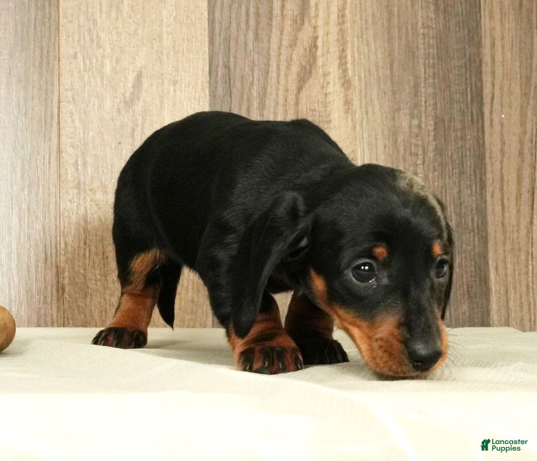 Miniature Dachshund dogs for sale: Chloe - Ad 8