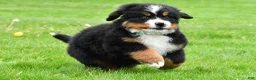 Bernese Mountain Dog dogs for sale: Rusty - Ad 2