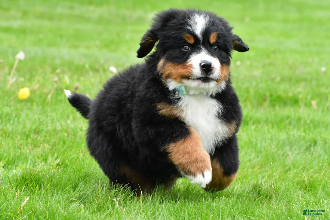 Bernese Mountain Dog dogs for sale: Rusty - Ad 2