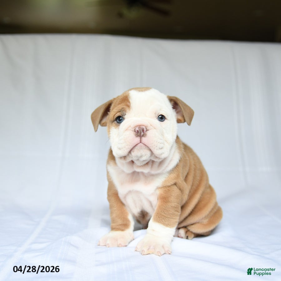 English Bulldog dogs Hailey - Ad 2