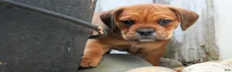 Beabull dogs for sale: Arthur - Ad 17