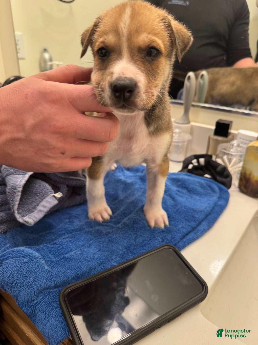 Mixed Breed dogs for sale: Tucker - Ad 1