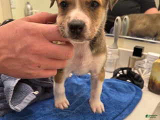 Mixed Breed dogs Tucker - Ad 12