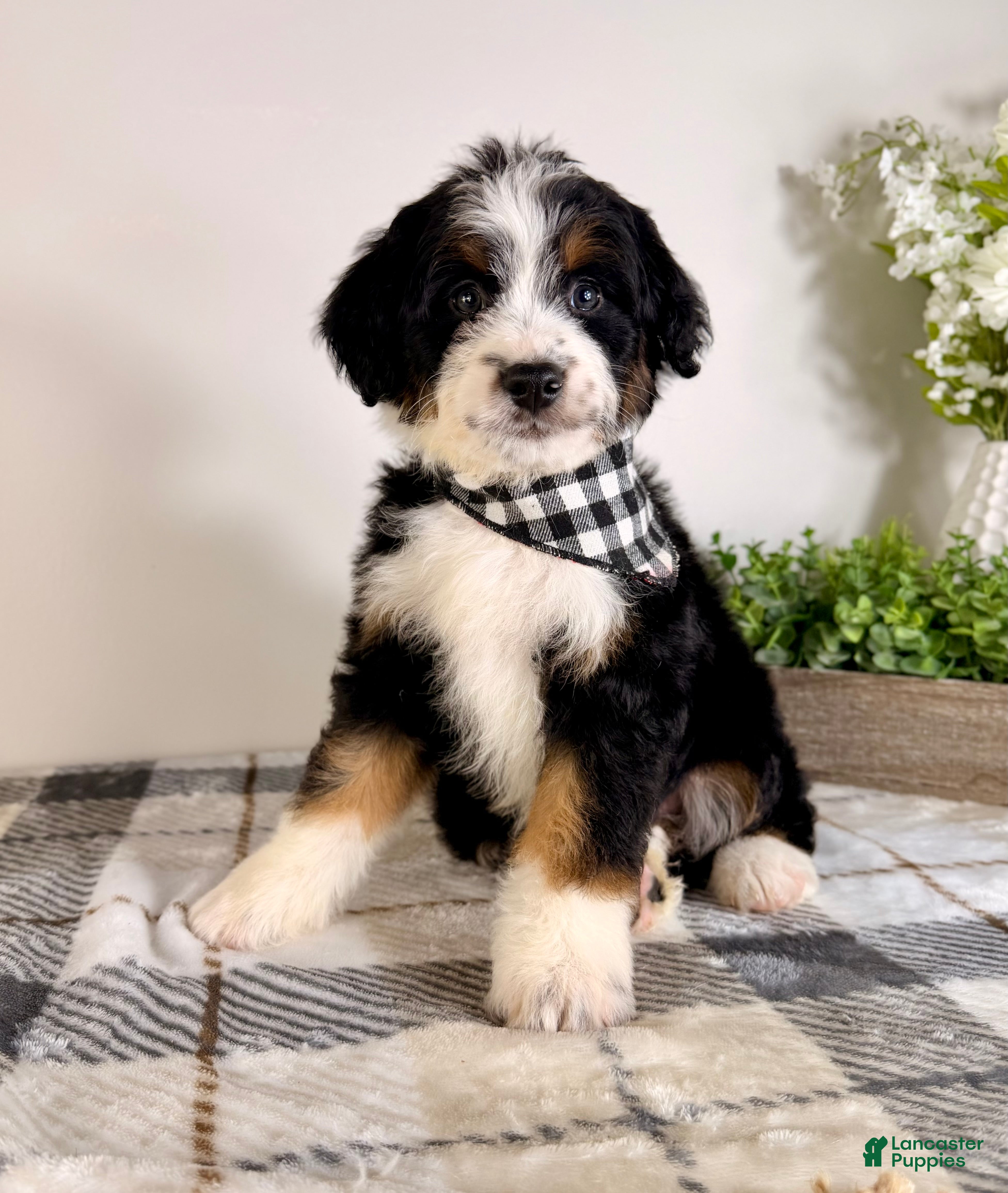 Bernedoodle dogs Bernard - Ad 9