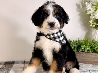 Bernedoodle dogs Bernard - Ad 9