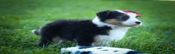 Mixed Breed dogs for sale: Goose🐾 - Ad 16