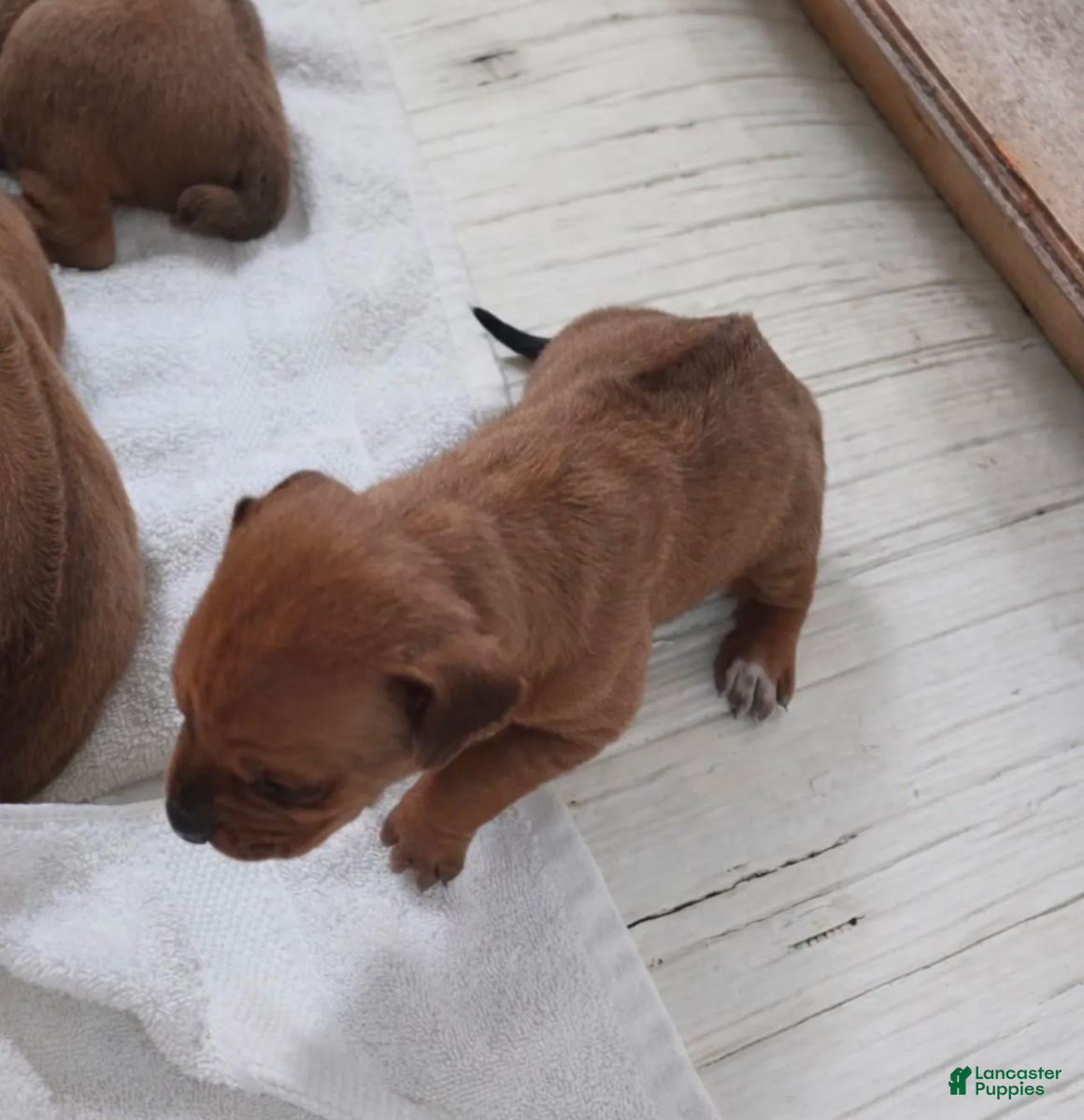 Rhodesian Ridgeback dogs Rhodesian Ridgeback MALE 4 - Ad 3