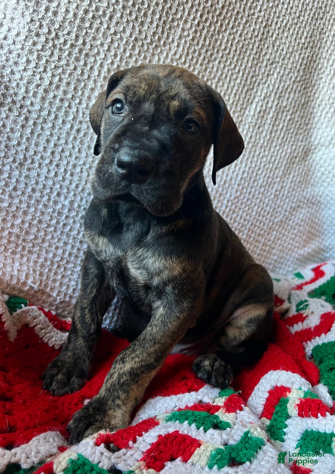 Great Dane dogs for sale: Spruce  - Ad 2