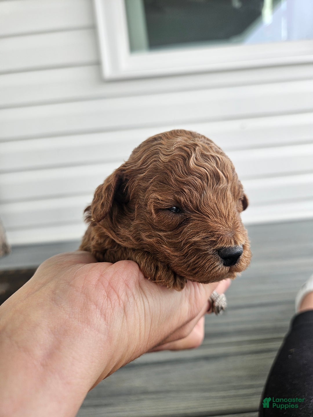 Cavapoo dogs for sale: Sully - Ad 3