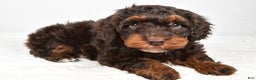 Mixed Breed dogs for sale: Star - Ad 10
