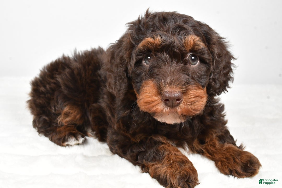 Mixed Breed dogs for sale: Star - Ad 10