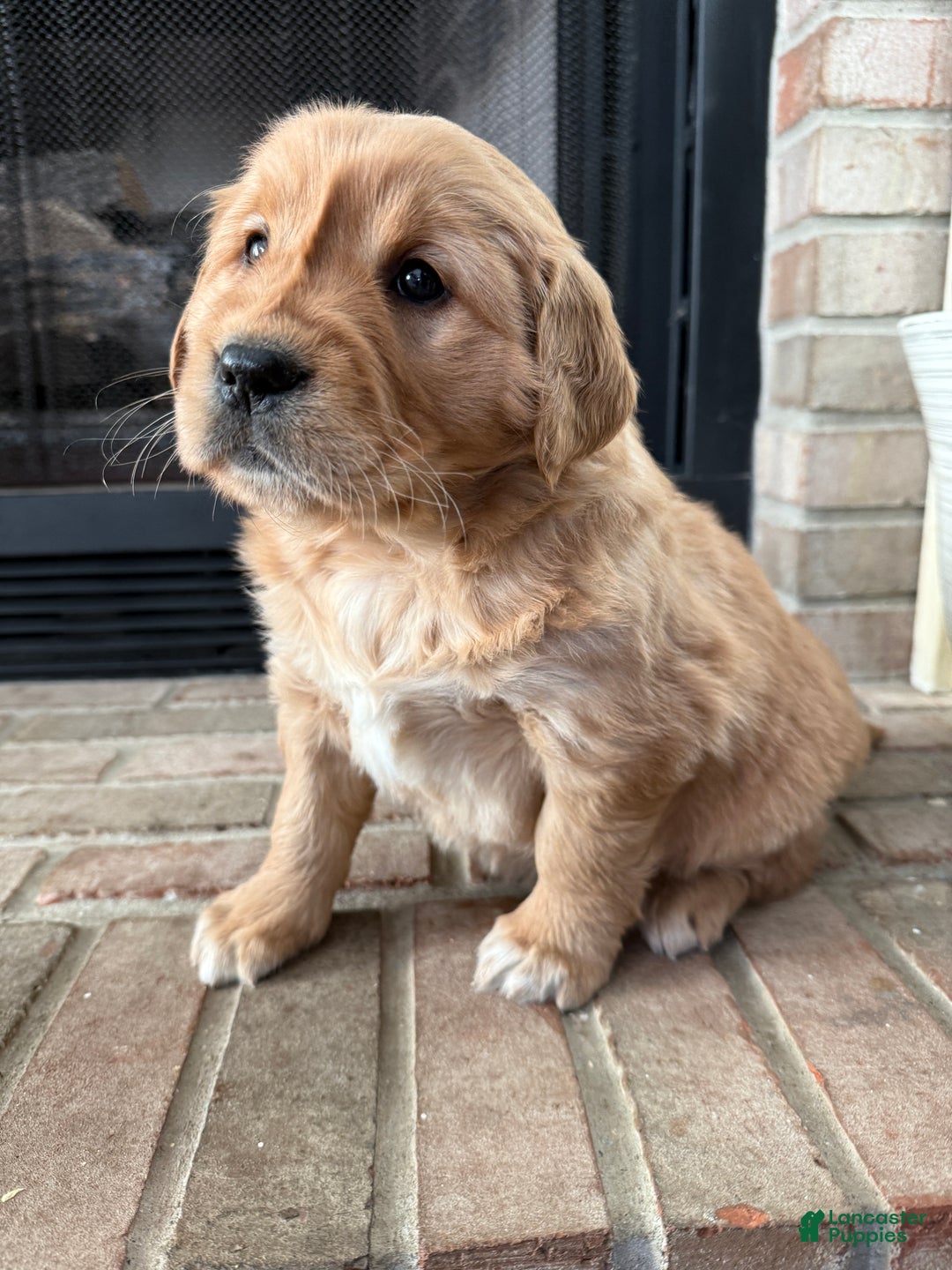 Golden Retriever dogs for sale: Samantha - Ad 7