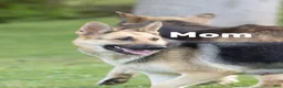 German Shepherd dogs for sale: German Shepherd Puppy 1 - Ad 3
