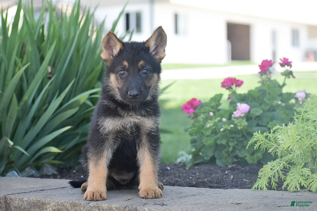 German Shepherd dogs for sale: Caroline - Ad 1