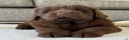 Newfoundland dogs for sale: “ Coco Chanel” OFA, CH, AKC - Ad 3