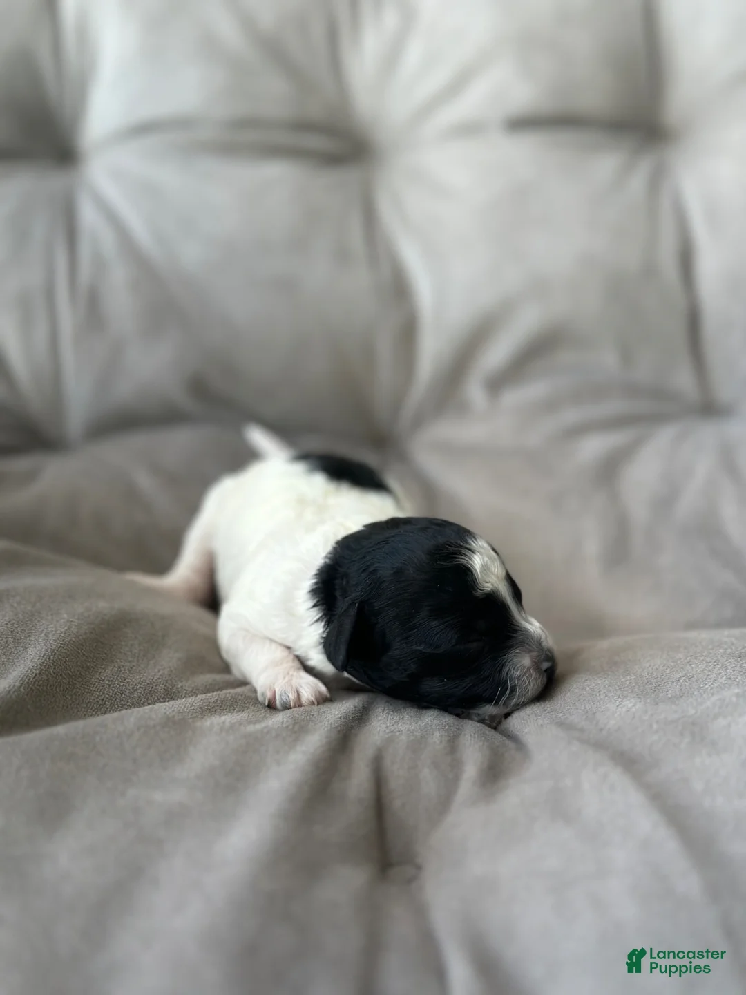 Toy Poodle dogs for sale: Storm - Ad 2