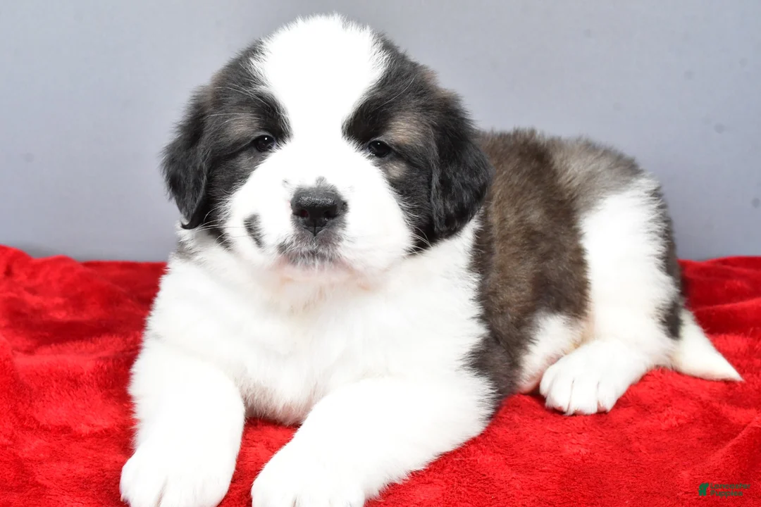 Saint Bernard dogs for sale: shelly - Ad 5