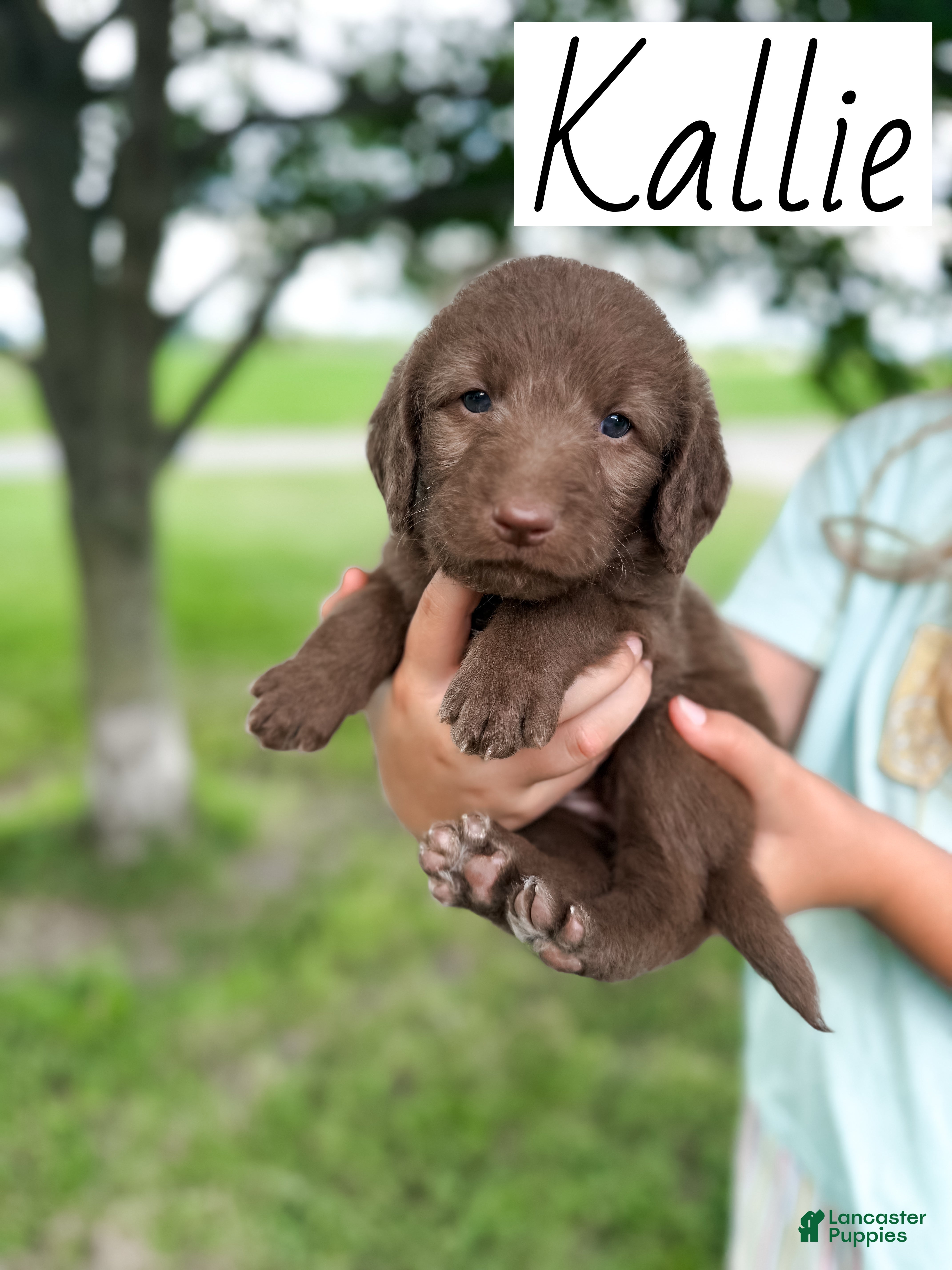 Labradoodle dogs Kallie - Ad 1