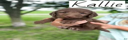 Labradoodle dogs for sale: Kallie - Ad 3