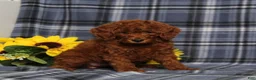 Miniature Poodle dogs for sale: Delaney - Ad 4