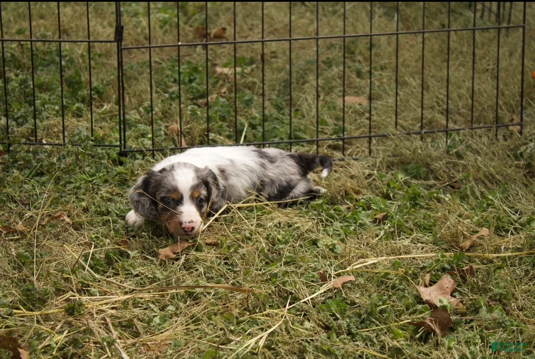 Dachshund dogs for sale: Louie  - Ad 2