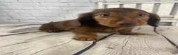 Miniature Dachshund dogs for sale: Emma - Ad 1