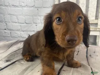 Miniature Dachshund dogs for sale: Emma - Ad 1
