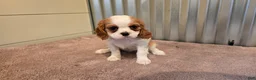 Cavalier King Charles Spaniel dogs for sale: Demi - Ad 4