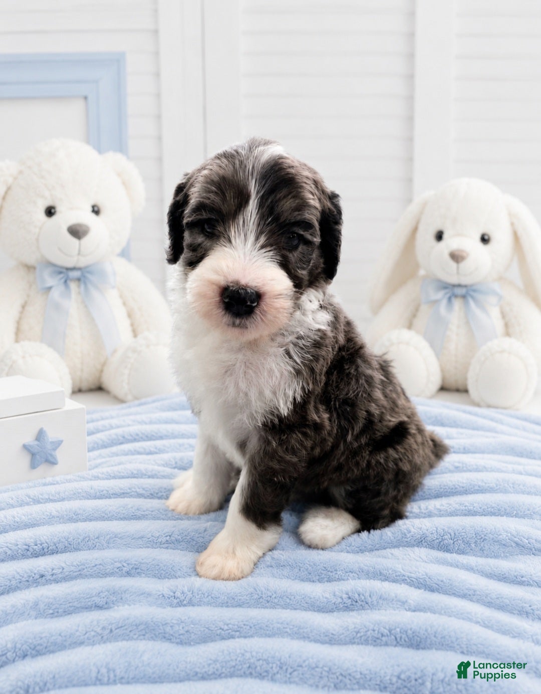 Sheepadoodle dogs Sheepadoodle 10 - Ad 1
