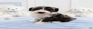 Sheepadoodle 10