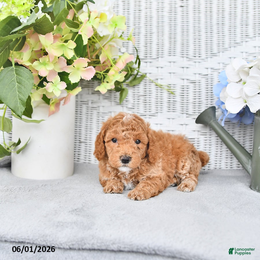 Mini Aussiedoodle dogs for sale: Star - Ad 2
