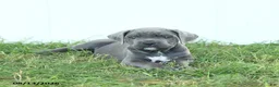 Cane Corso dogs for sale: Ranger - Ad 3