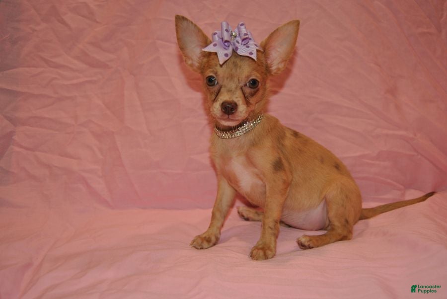 Chihuahua dogs Lola - Ad 1
