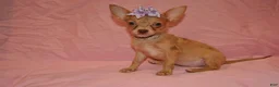 Chihuahua dogs for sale: Lola - Ad 1
