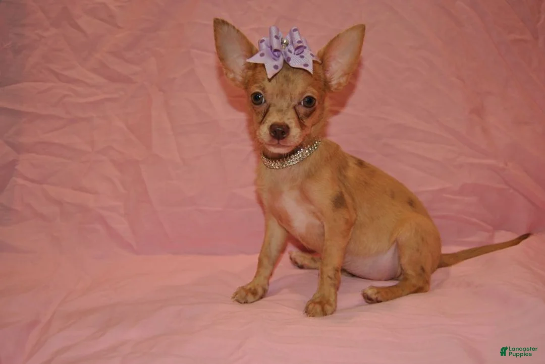 Chihuahua dogs for sale: Lola - Ad 1