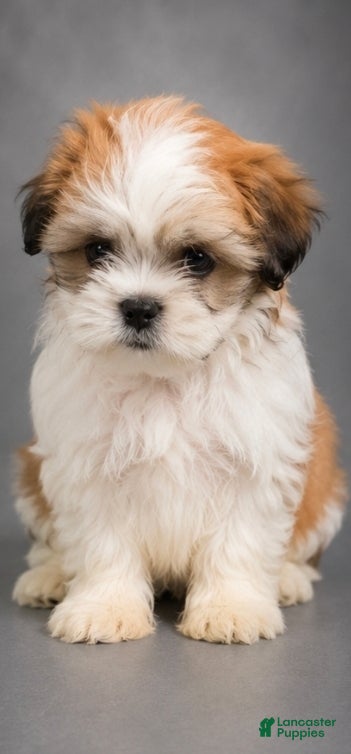 Shih Tzu dogs Shih Tzu 3 - Ad 6