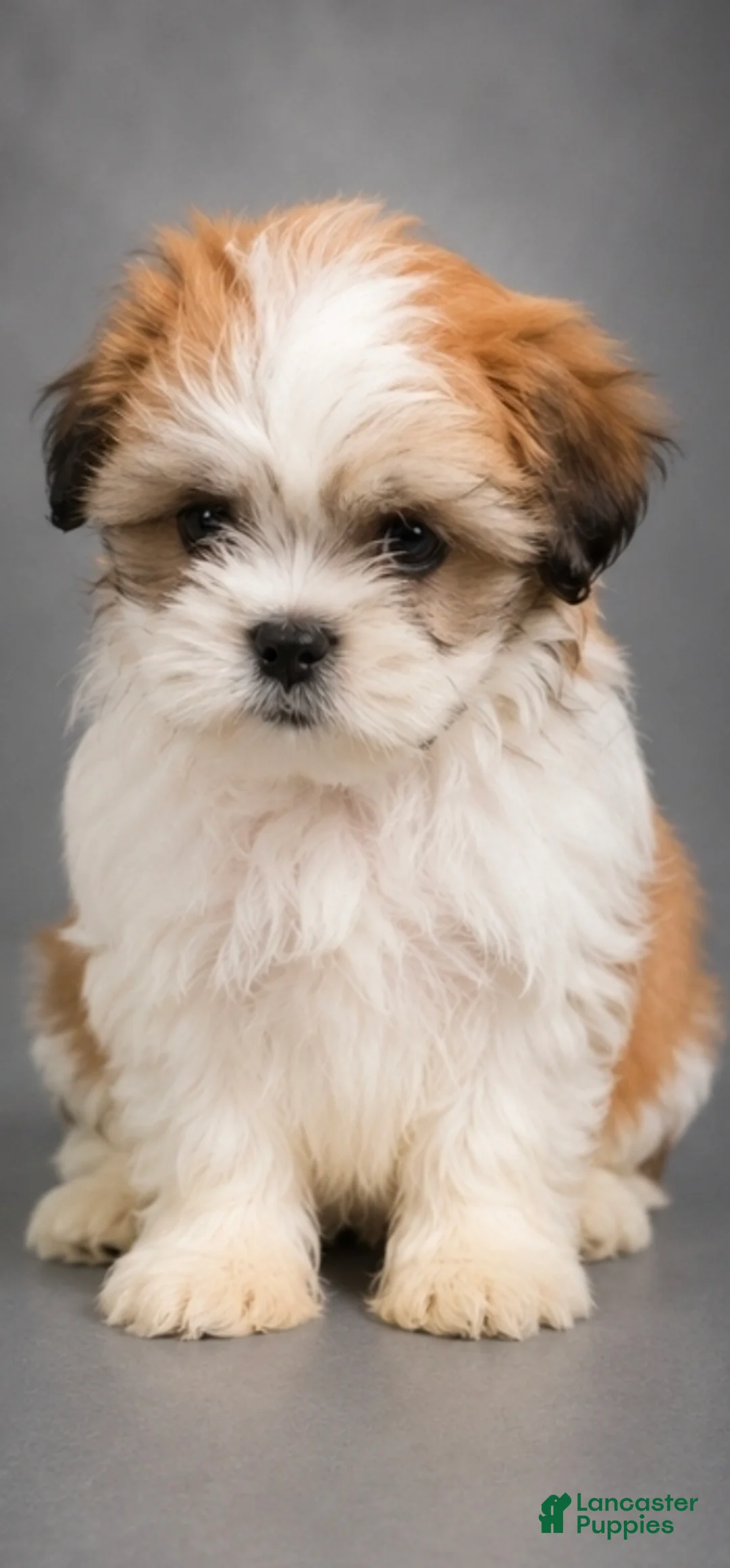 Shih Tzu dogs for sale: Shih Tzu 3 - Ad 1