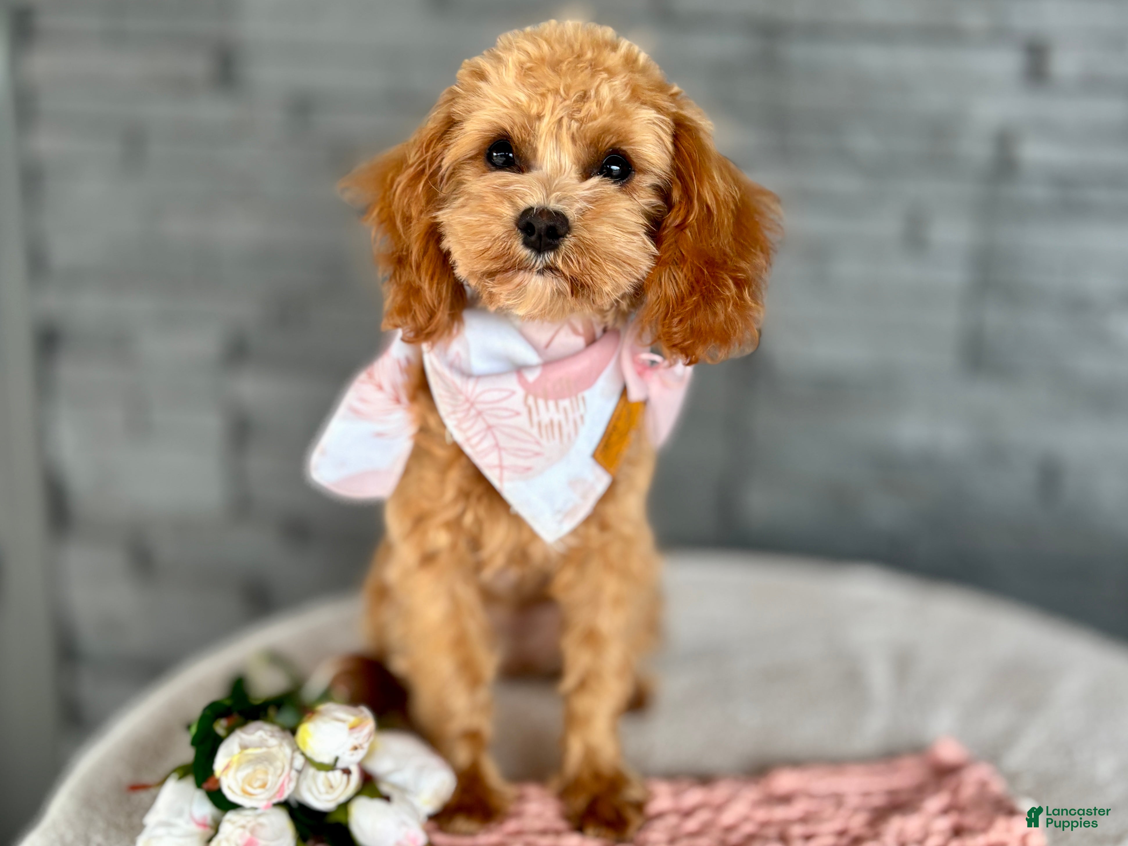 Cavapoo dogs for sale: Blossom Cavapoo Puppy  - Ad 7