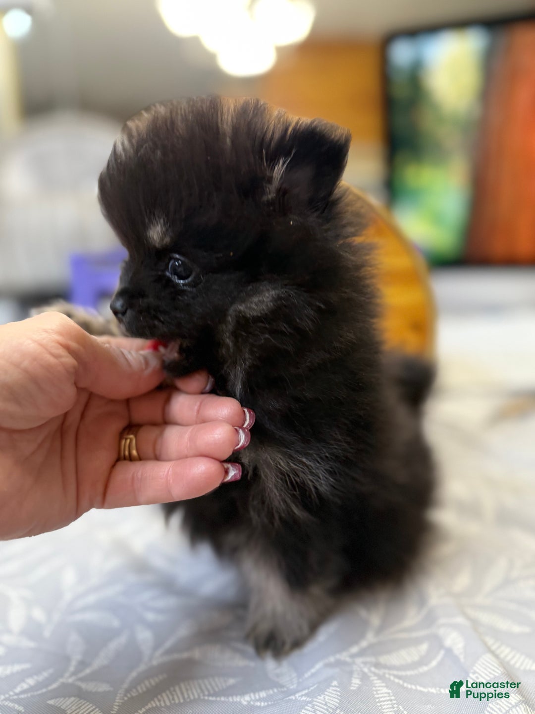 Pomeranian dogs for sale: CHACHI Pomeranian  - Ad 3